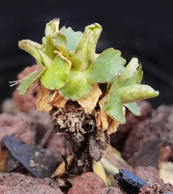 Primula hirsuta